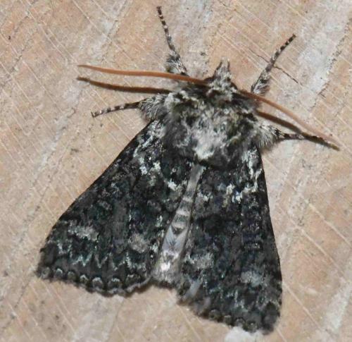 Polyploca ridens